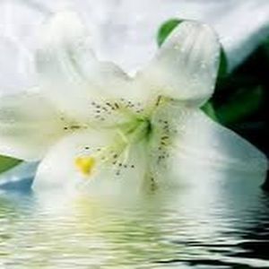 Meet your Posher, Vernelle